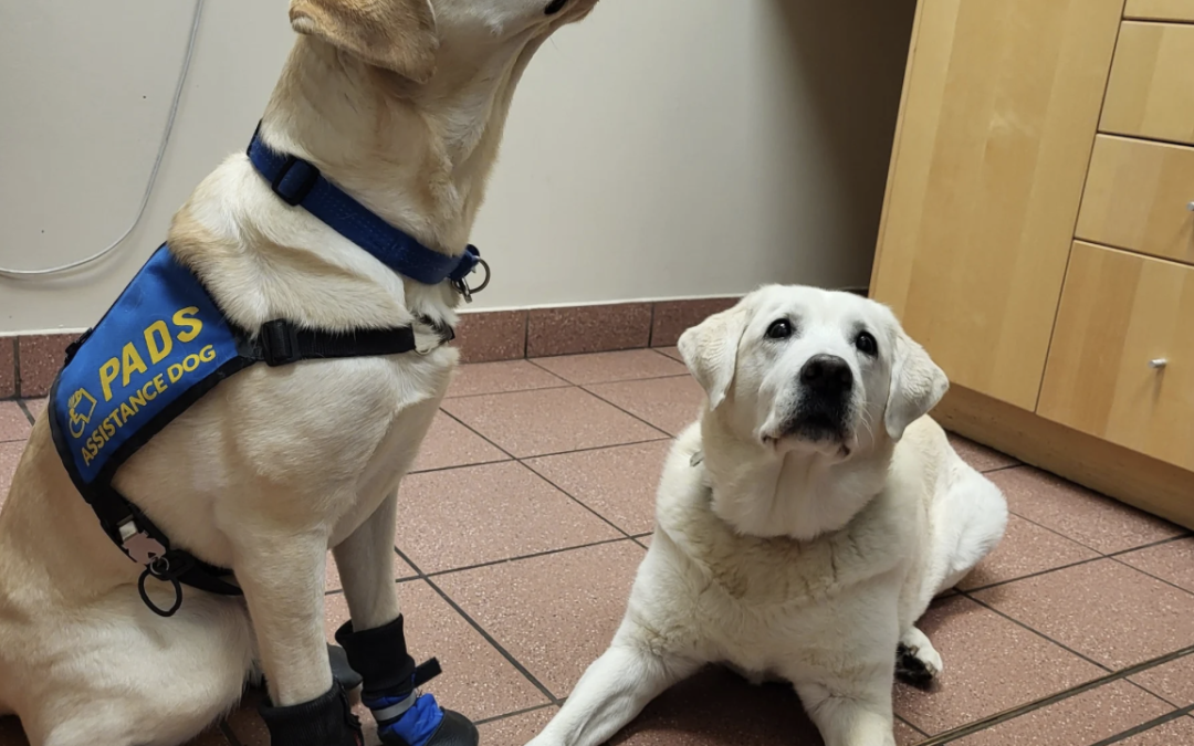 An Open Letter to the PADS Volunteers